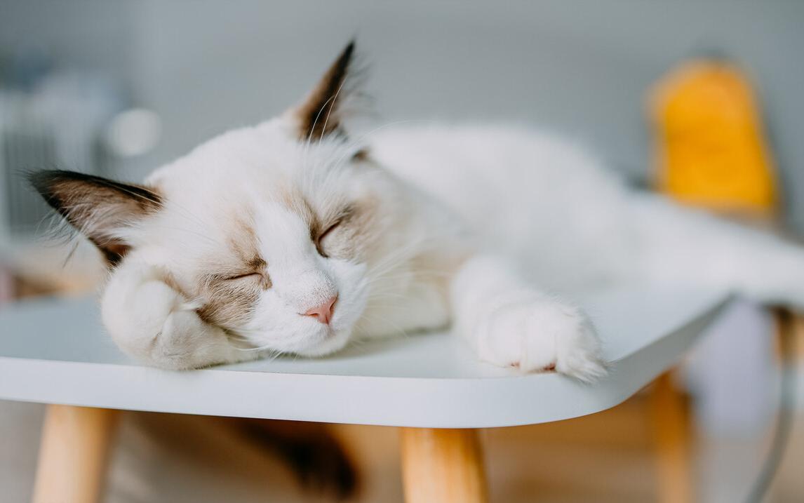 布偶猫认主人的几种行为（布偶猫只认一个铲屎官吗）