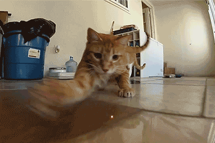 猫知道自己换主人了吗（附：猫有长期记忆及短期记忆）