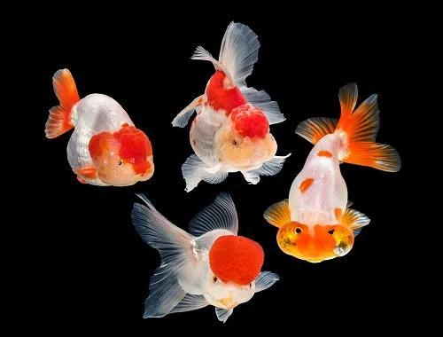 适合小孩子养迷你宠物推荐（小孩养什么宠物最安全）