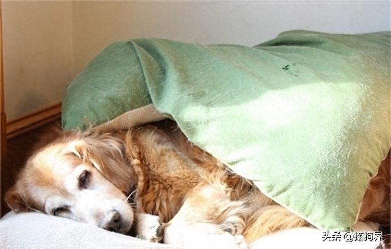 狗临死前最后一叫声代表什么