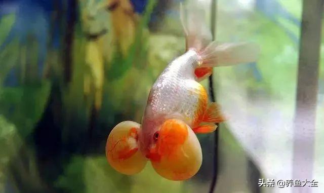 适合新手养的金鱼品种推荐(好养的金鱼品种有哪些)