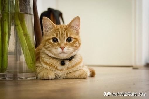 导致猫咪流泪的6种起因（猫流眼泪是什么情况）