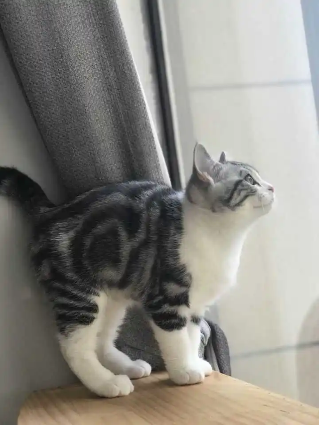 银白猫是怎么配出来的(银白猫是什么品种)