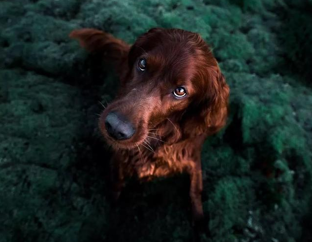 金毛有9种颜色是真的吗（附：金毛犬图片）