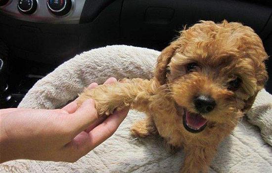 正确的养泰迪狗方法讲解(泰迪犬怎么养才听话)