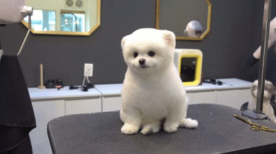 漂亮的狗狗有哪些品种（九大漂亮的狗狗排名）