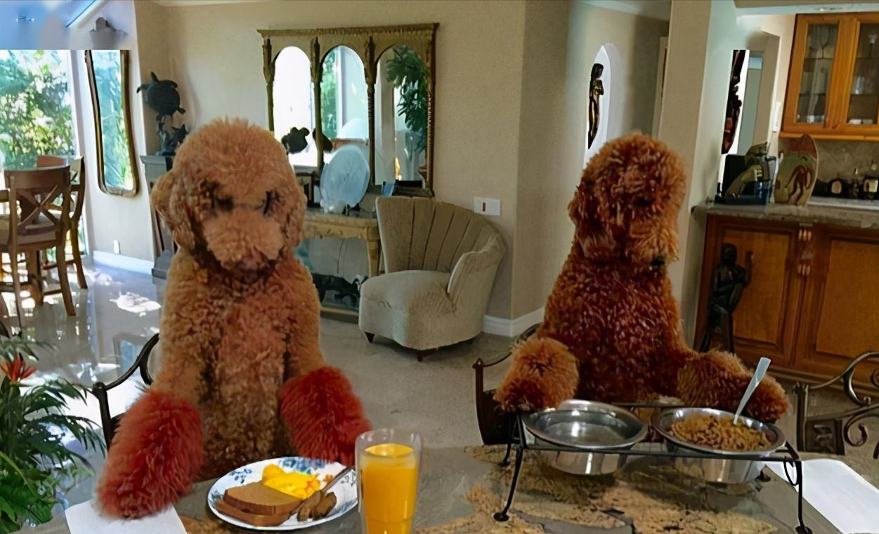 分享饲养巨型贵宾犬的好处（巨型贵宾犬好养吗）