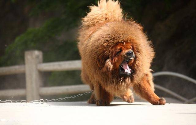 中国十大名犬排名（宠物狗的品种有哪些）