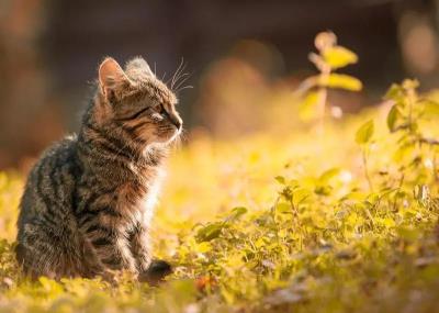 猫咪秃了一块但是皮肤干净（猫咪耳朵秃了一块是咋回事）