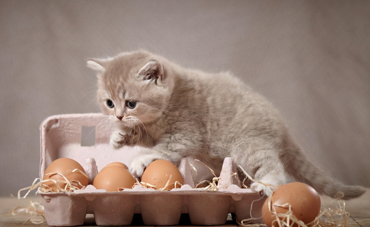 猫咪误食哪些会破坏味觉系统