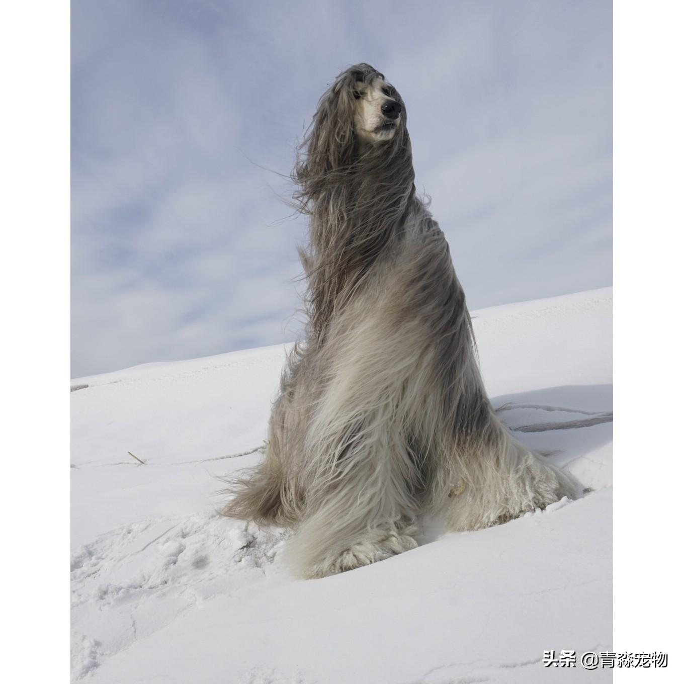 阿富汗猎犬如何喂养（详解：阿富汗的饲养方法）