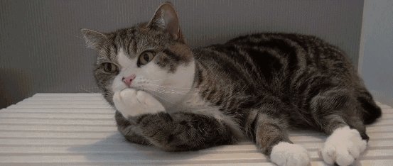 猫精神萎靡老趴着 猫精神萎靡老趴着但会吃东西