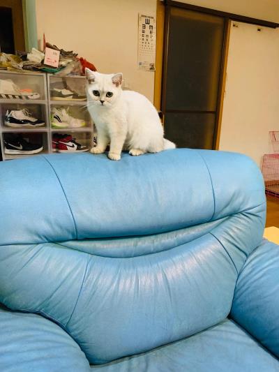 猫可以吃玉米吗(小猫咪喜欢吃玉米)