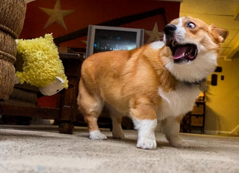 狗狗身体一阵一阵哆嗦咋回事（附：狗狗发抖有重要事情告诉你）