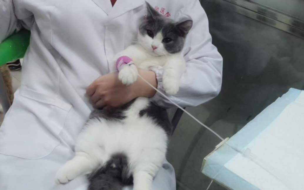 猫腹水有什么最好的办法治疗(腹水怎么快速排出体外)