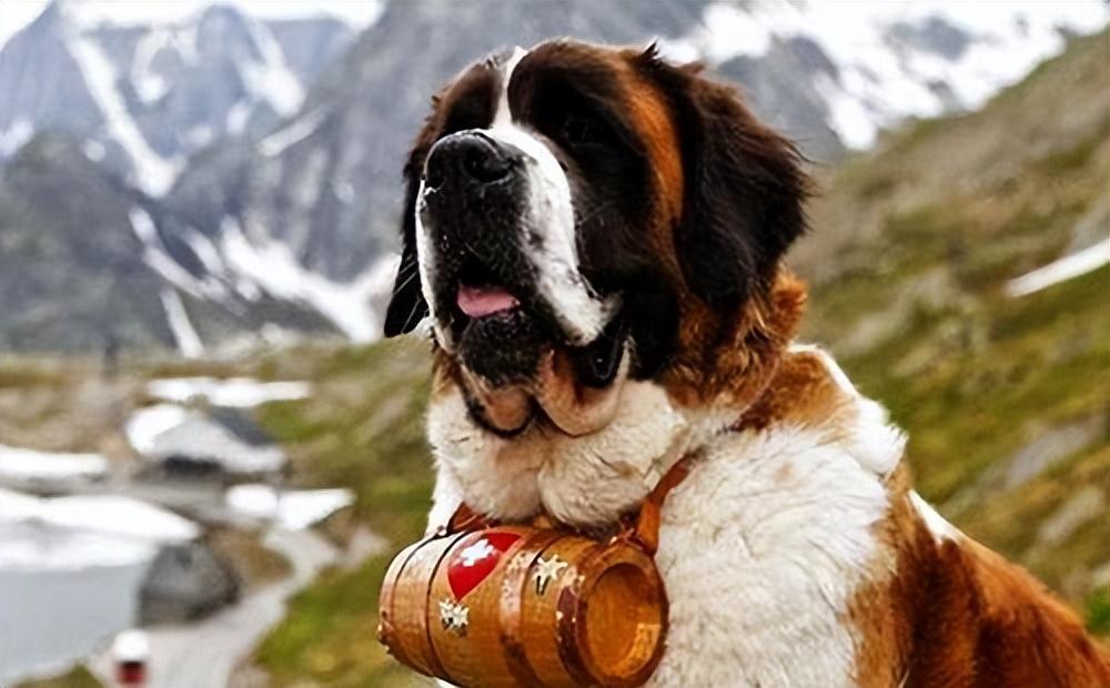 圣伯纳犬好养吗（详解：养圣伯纳犬的优缺点）