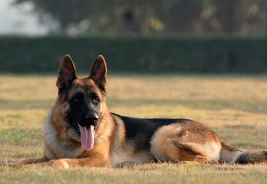 铲屎官们注意了