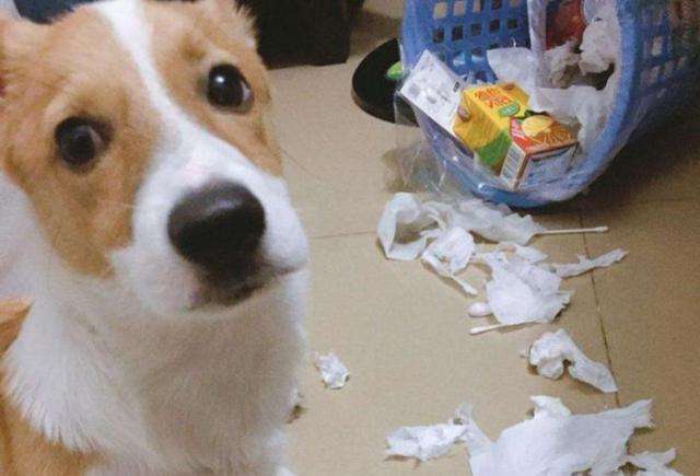 狗狗“拆家”屡教不改,别急着打,针对原因好解决