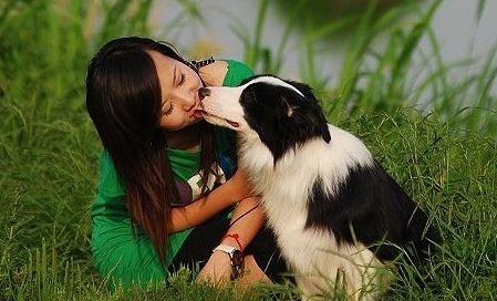 养边牧的注意事项