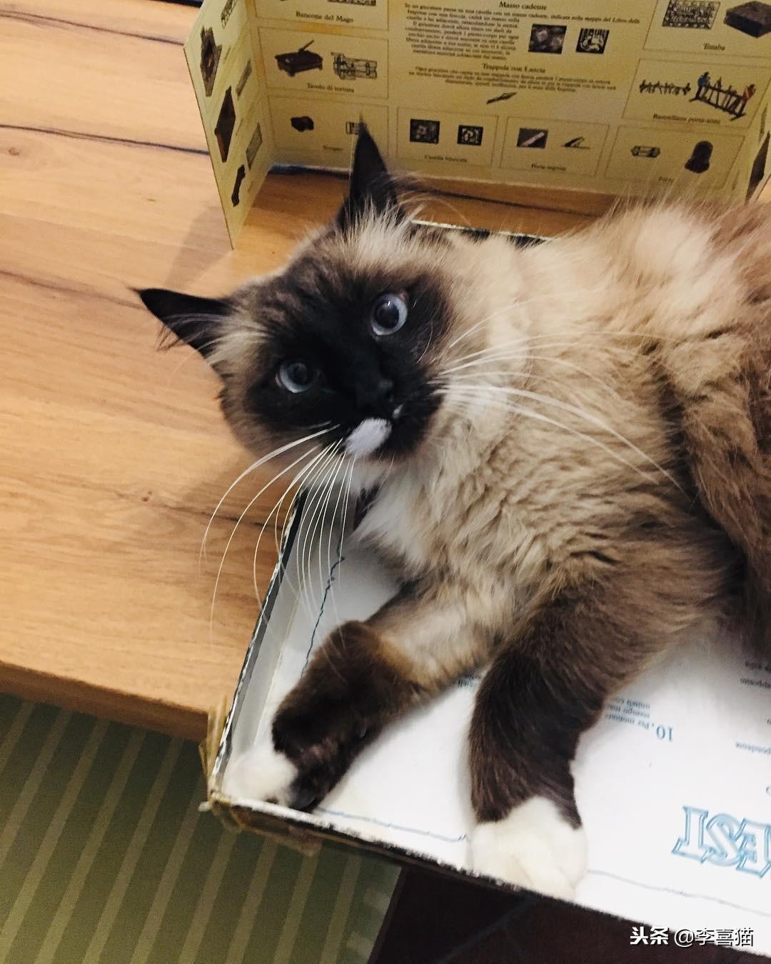 公猫绝育后一直不吃饭（猫绝育后食欲不振和嗜睡持续3天立即就医）