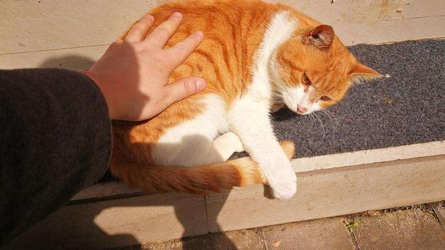 橘白猫性格优点缺点是什么(橘白猫性格优点缺点分析)