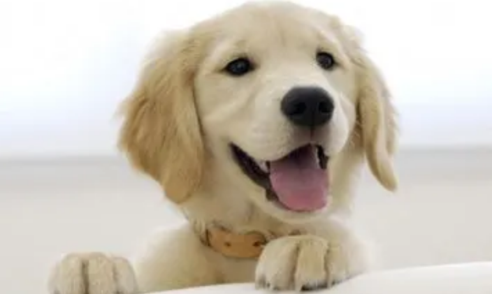 狗狗吃韭菜会中毒，多少会致死啊？