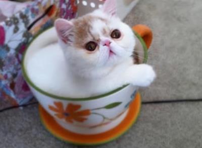 千万别养茶杯猫(茶杯猫小猫多少钱一只)