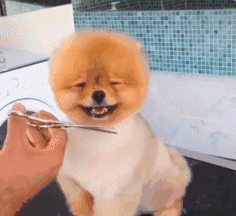 盘点九大新手好养的狗狗(适合家养的狗狗排名)