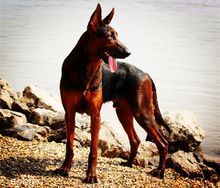 宠物犬排名及图片大全（宠物犬种类大全及名称）