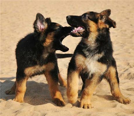 德国牧羊犬吃活的才健康（详解：喂养德国牧羊犬的几个步骤）