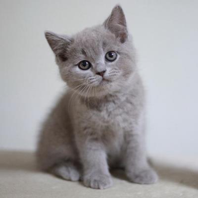 幼猫又吐又拉稀怎么办（幼猫拉稀是什么原因）