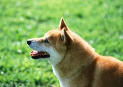 幼犬细小症状（犬细小病毒有什么症状你知道吗）