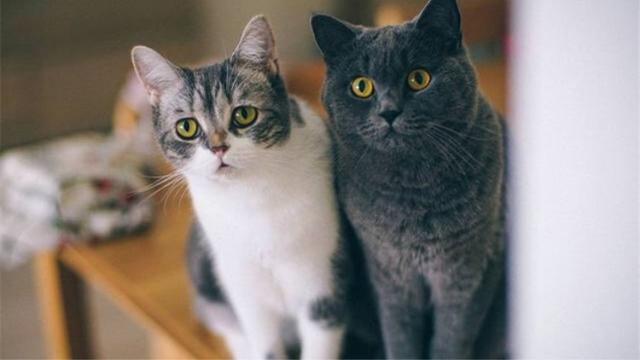 怎么判断猫咪是否发烧(如何分辨猫咪是否发烧)