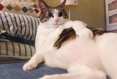 成年猫粮幼猫可以吃吗（猫咪多大算成年呢）