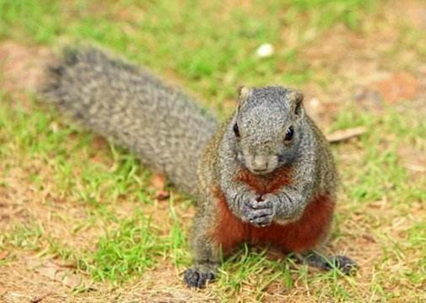 为何四川村民捉松鼠有补贴