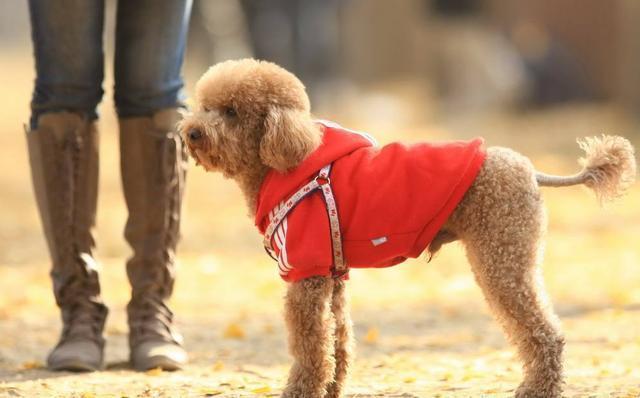 纯种泰迪犬怎么看