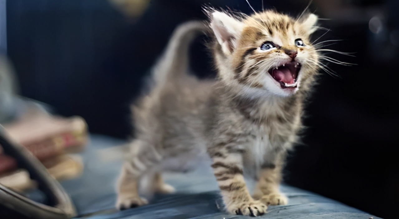 猫老在面前嗷呜叫是为啥呢（详解：资深猫奴与猫有效沟通技巧）