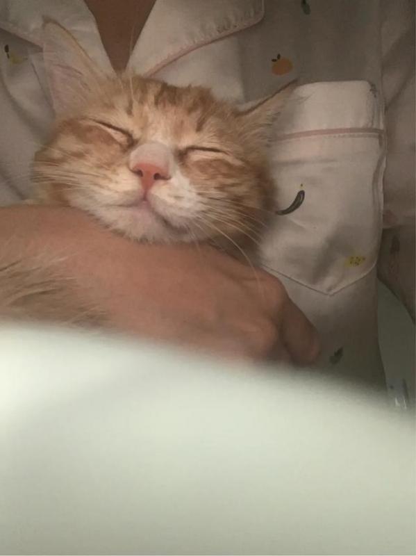 1个月多的猫咪会认主嘛(猫咪通过什么识别主人)