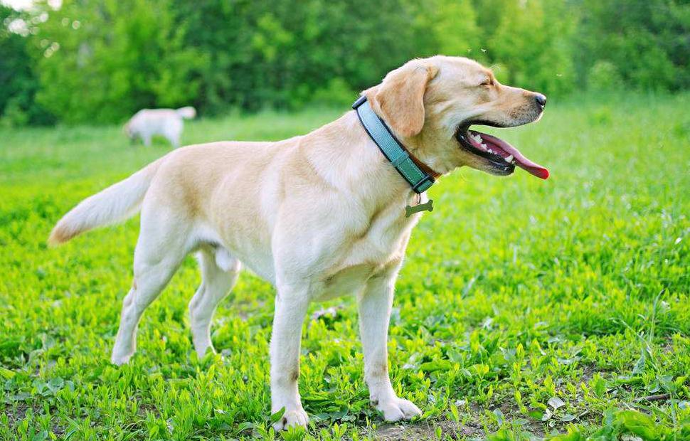 拉布拉多怎么养（详解：养拉布拉多的技巧与细节）