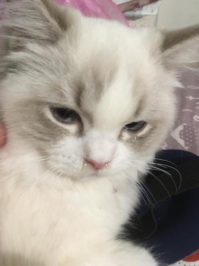 猫咪鼻子湿是怎么回事(猫咪流鼻涕是怎么回事)