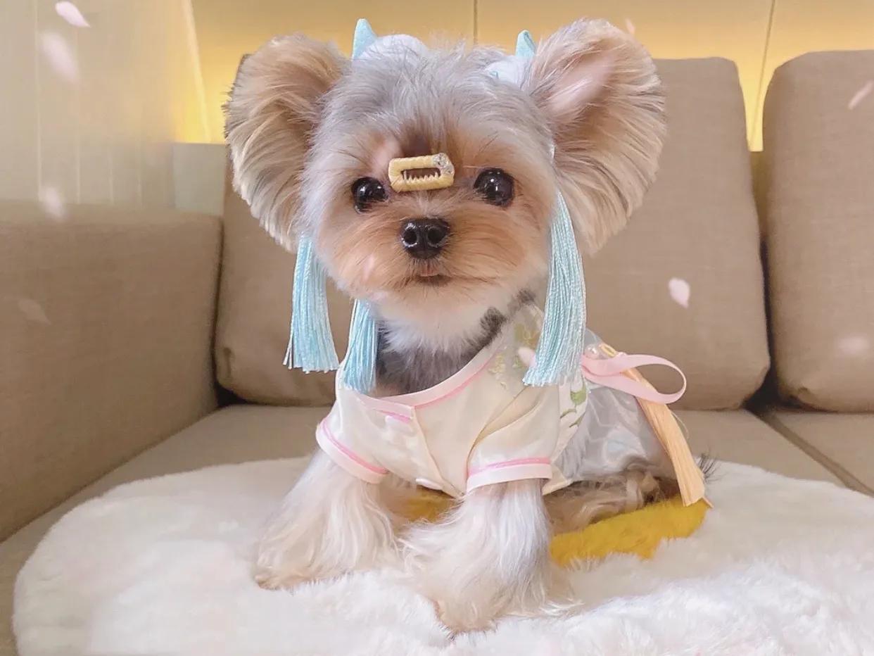 约克夏怎么养最好(详解:养约克夏的正确方法)