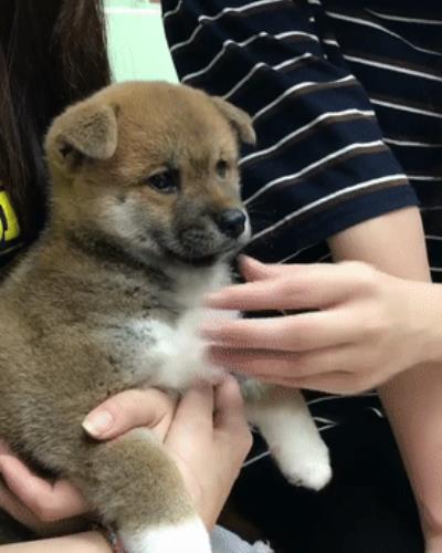 狗狗几个月换牙（狗狗换牙期注意事项）