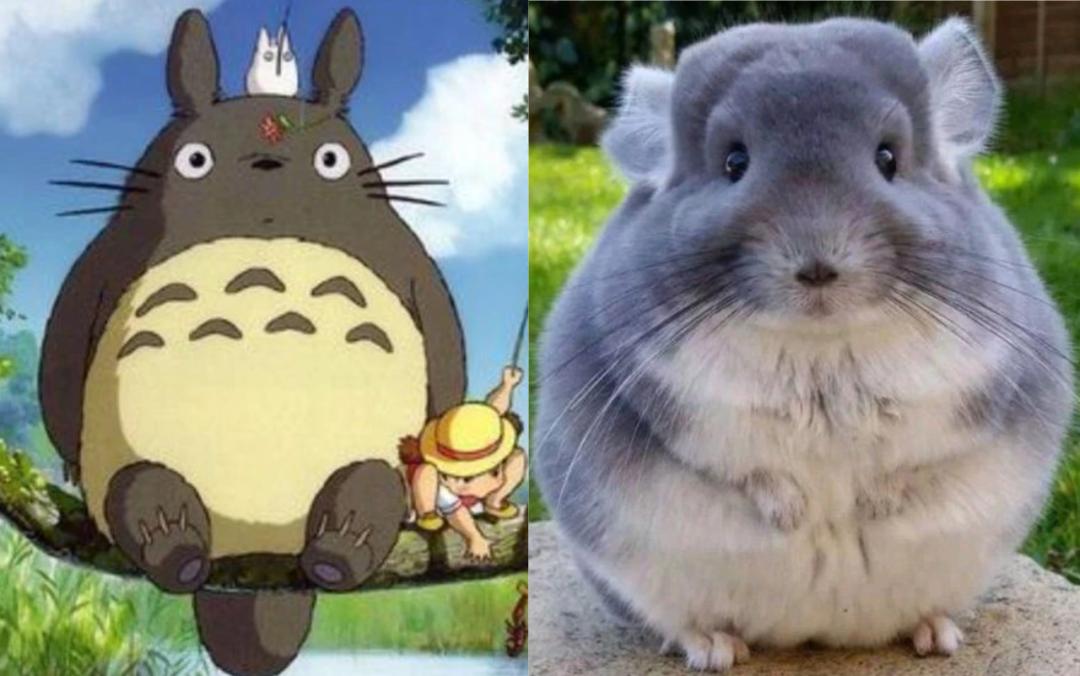 龙猫属什么科动物呢（详解：龙猫是啮齿类动物吗）