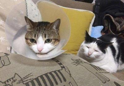 猫咪尿闭几天会死亡呢（详解：猫咪尿闭的症状）