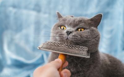 猫打嗝一样一抽一抽的（猫咪会打嗝是怎么回事）