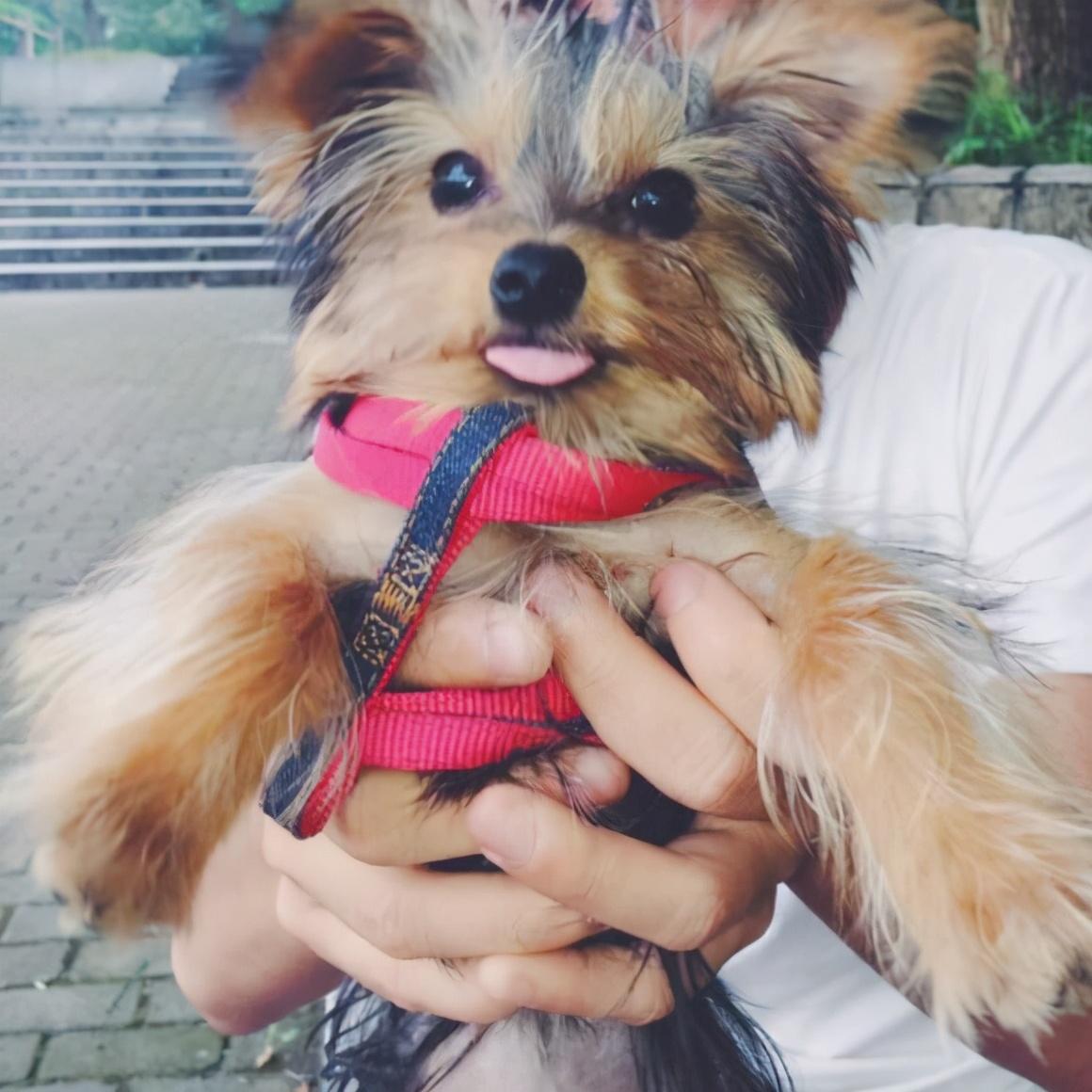 有关约克夏喜欢吃的食物推荐（约克夏犬吃什么）