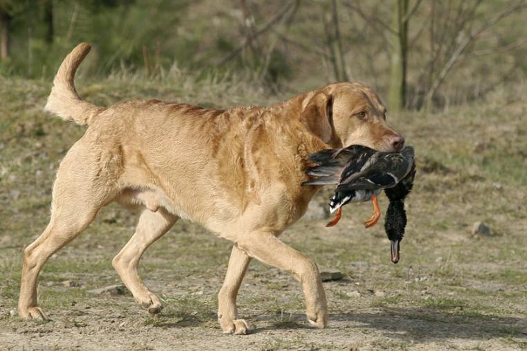 狗狗去世前的10天表现（附：狗狗不行时有哪些异常征兆）