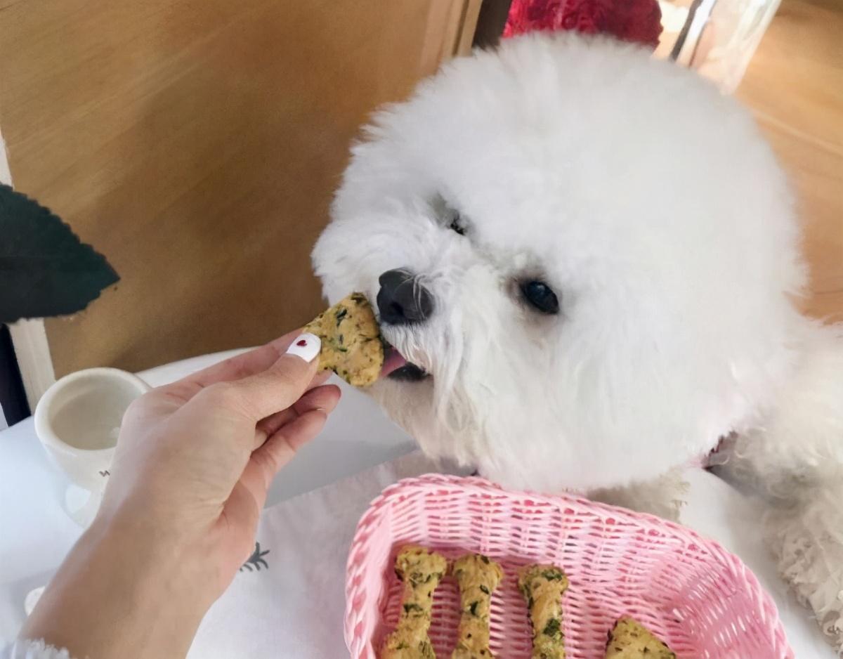 比熊喜欢主人的六大表现（详解：比熊认主人有哪些特征）