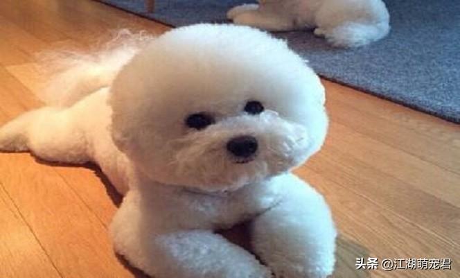 养比熊正确的方试（比熊犬怎么照顾）