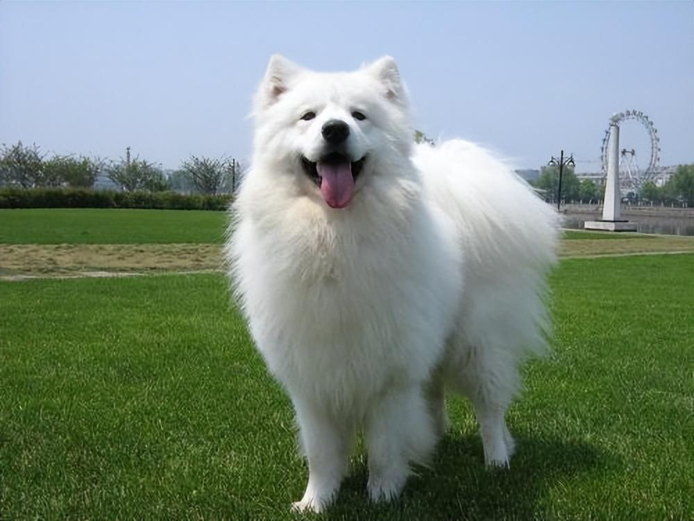 萨摩耶犬的饲养方法（手把手教你怎么喂养萨摩耶幼犬）